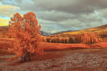 什么是生物的种和界？